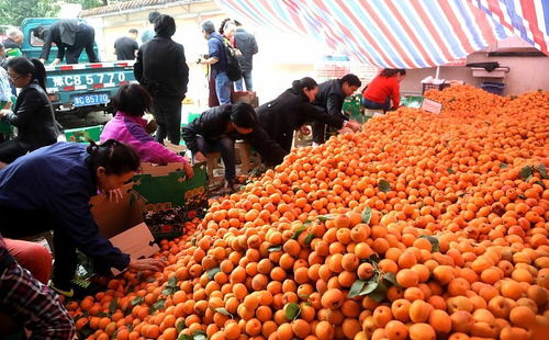 農產品滯銷補貼政策解讀 最高34萬，您能領多少？